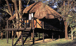 Sikumi Tree Lodge - safaris to south africa